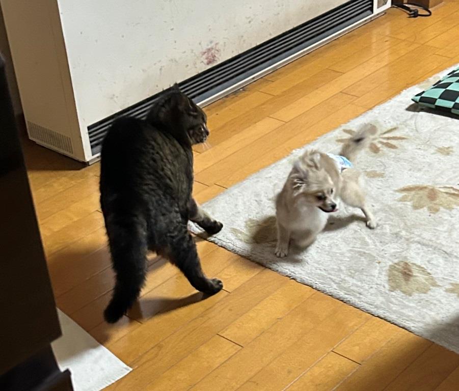 かわいいだけじゃだめですか？ ミヤザキトーヨー住器のブログ 写真3