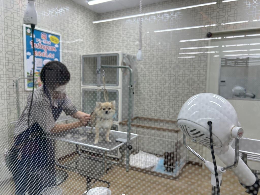 イッヌvsニンゲン ミヤザキトーヨー住器のブログ 写真3