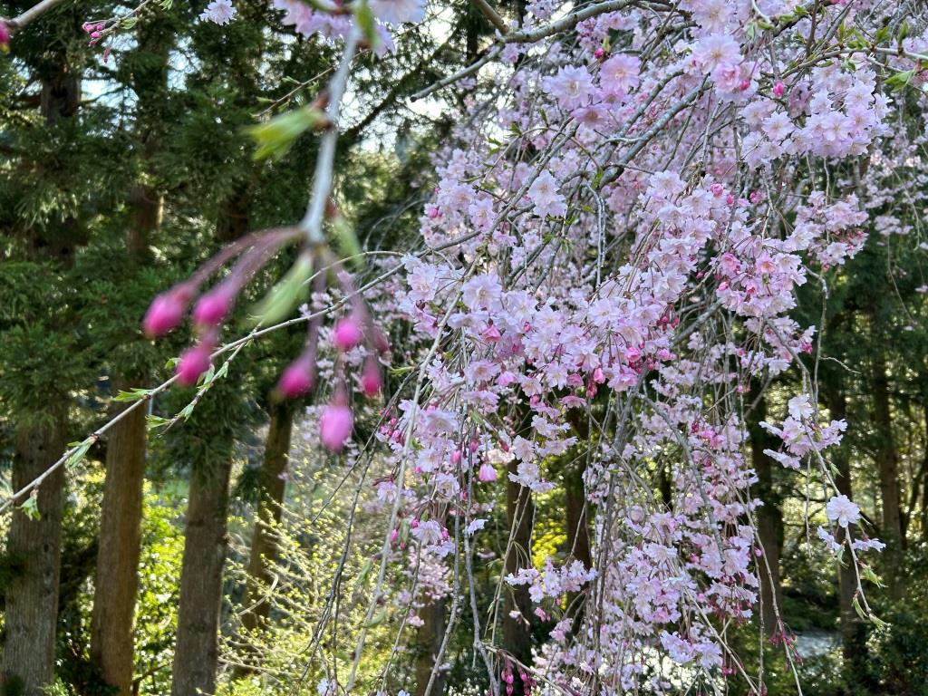 しだれ桜を観て来ました ミヤザキトーヨー住器のブログ 写真3