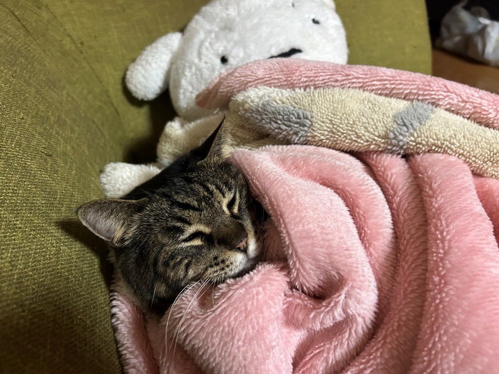 バッテリーが上がったぁ(´;ω;`)ウッ… ミヤザキトーヨー住器のブログ 写真5