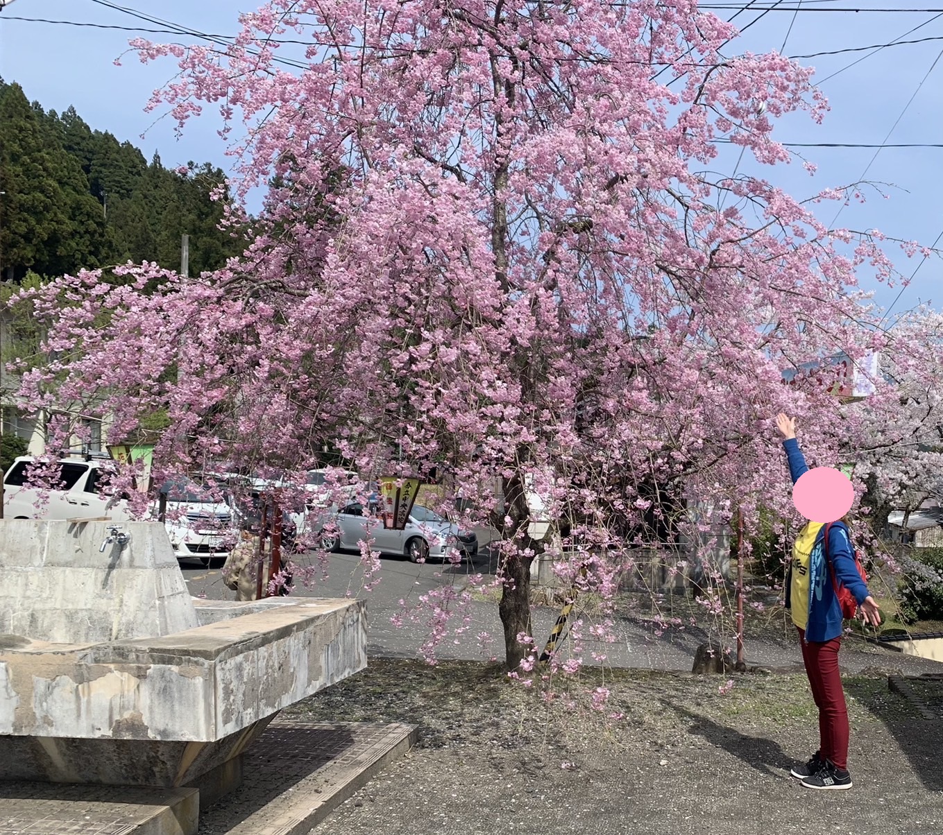 今年の桜 ミヤザキトーヨー住器のブログ 写真11