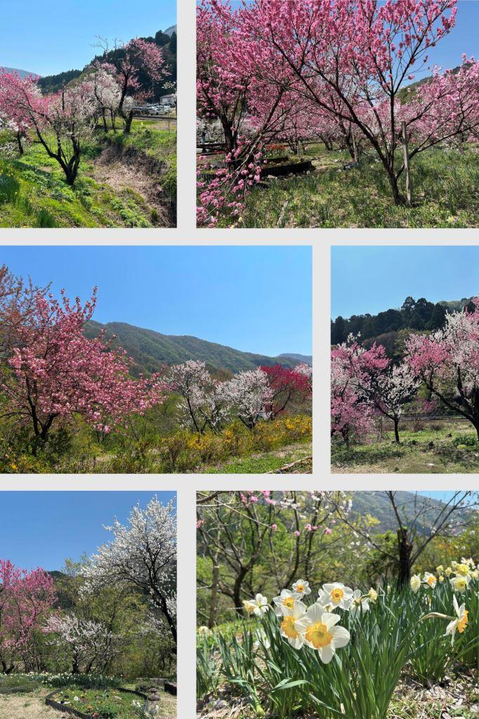 勝原の花桃 ミヤザキトーヨー住器のブログ 写真3