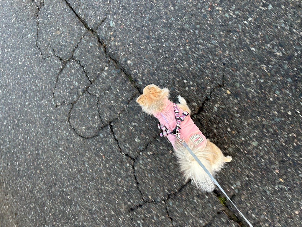 初オークション!!! ミヤザキトーヨー住器のブログ 写真5