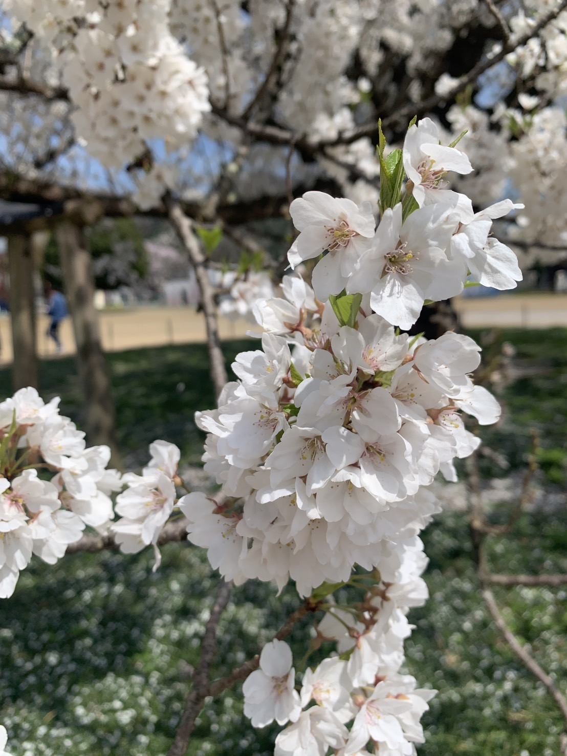 今年の桜 ミヤザキトーヨー住器のブログ 写真7