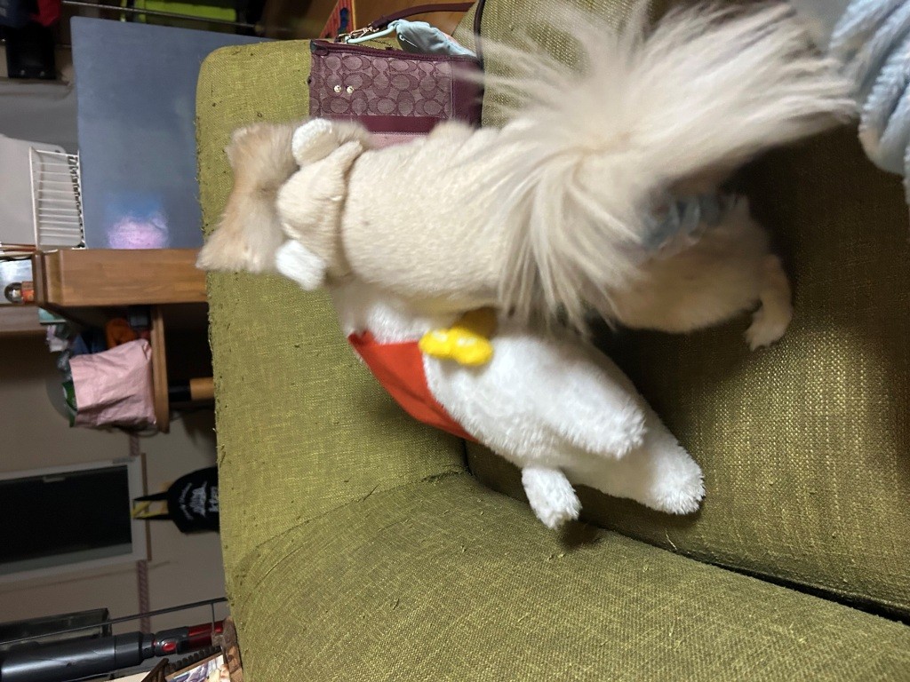 こっちのけもの ミヤザキトーヨー住器のブログ 写真6