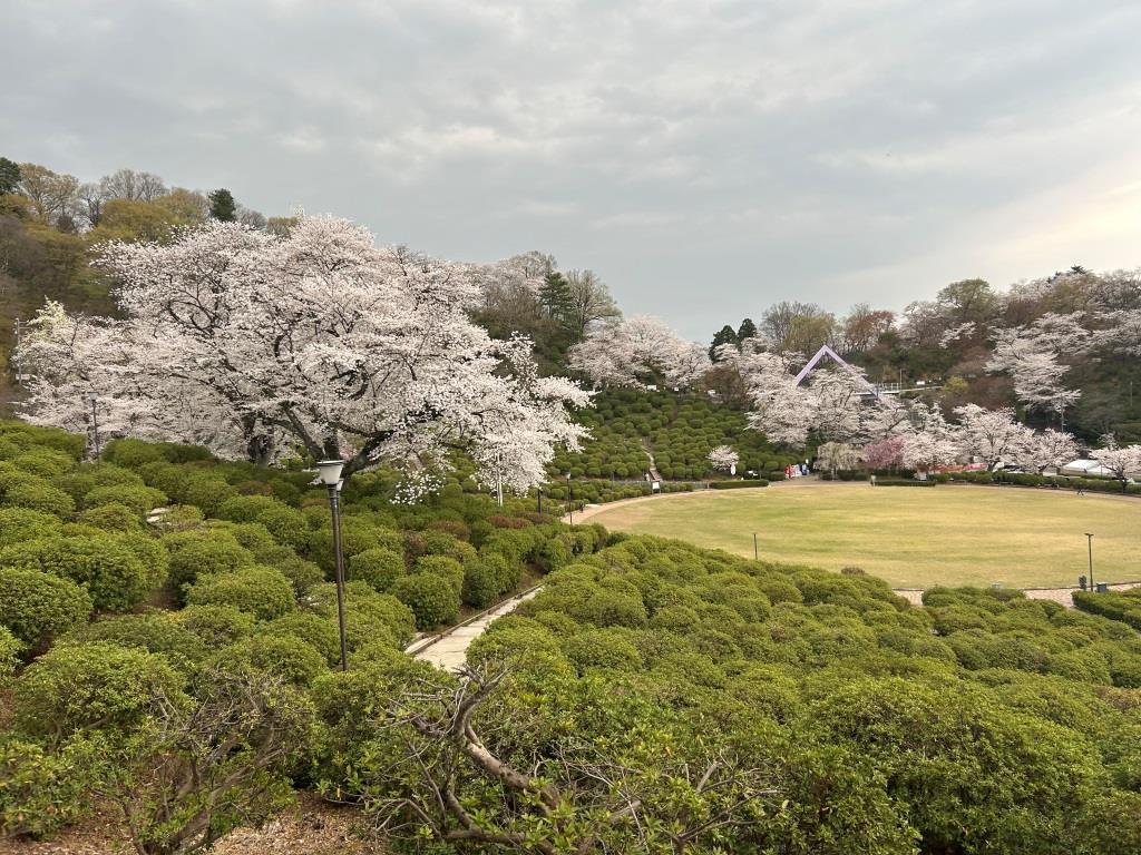 今年の桜 ミヤザキトーヨー住器のブログ 写真2