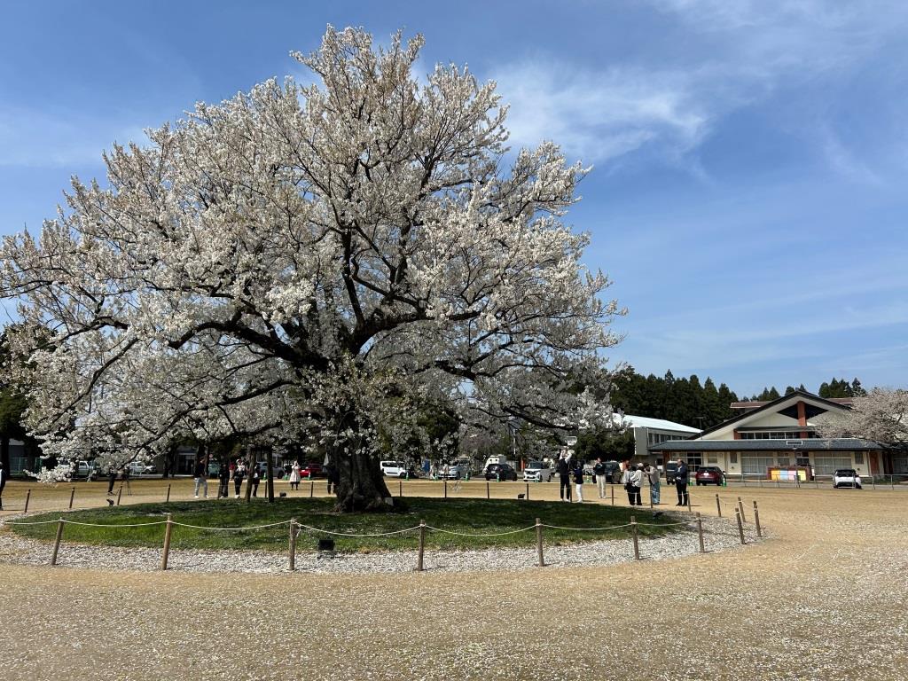 今年の桜 ミヤザキトーヨー住器のブログ 写真5