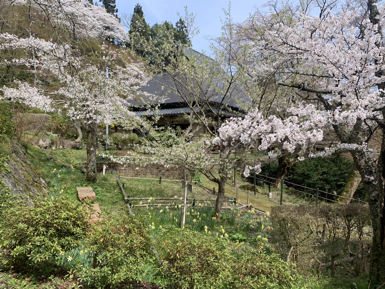 今年の桜 ミヤザキトーヨー住器のブログ 写真10