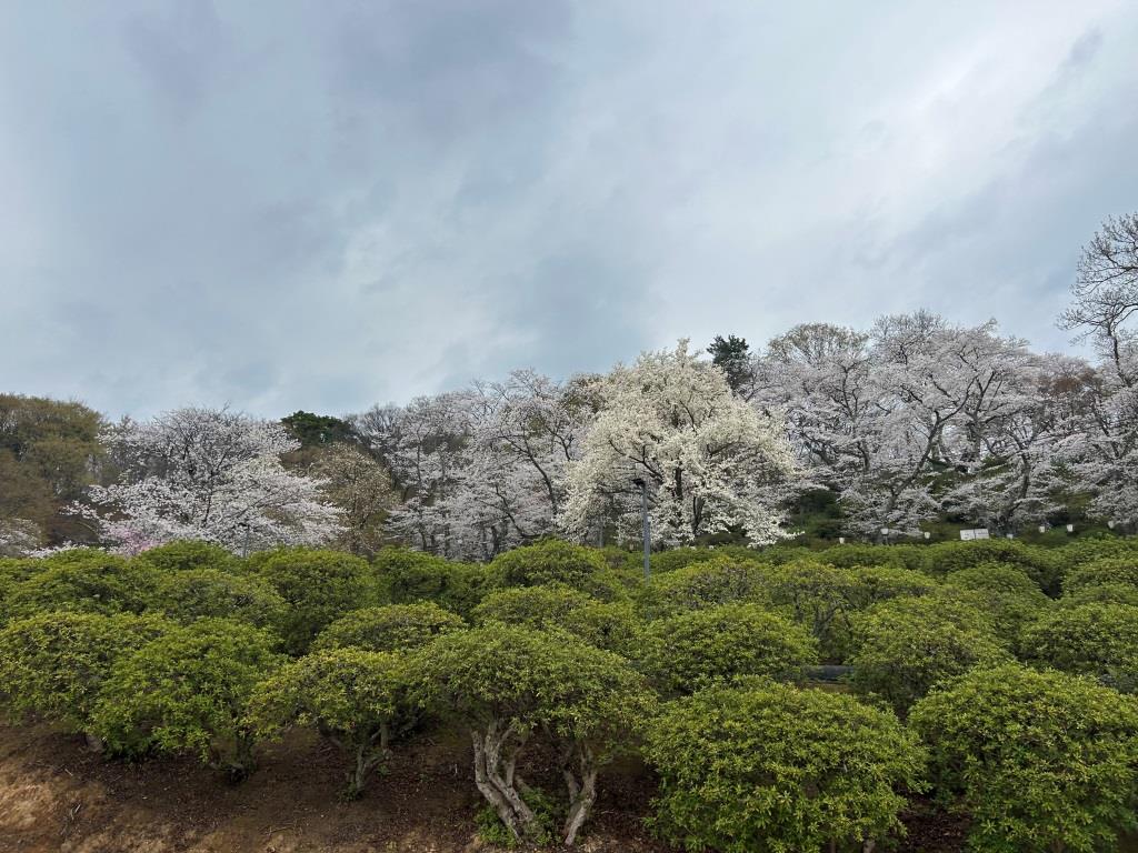 今年の桜 ミヤザキトーヨー住器のブログ 写真3