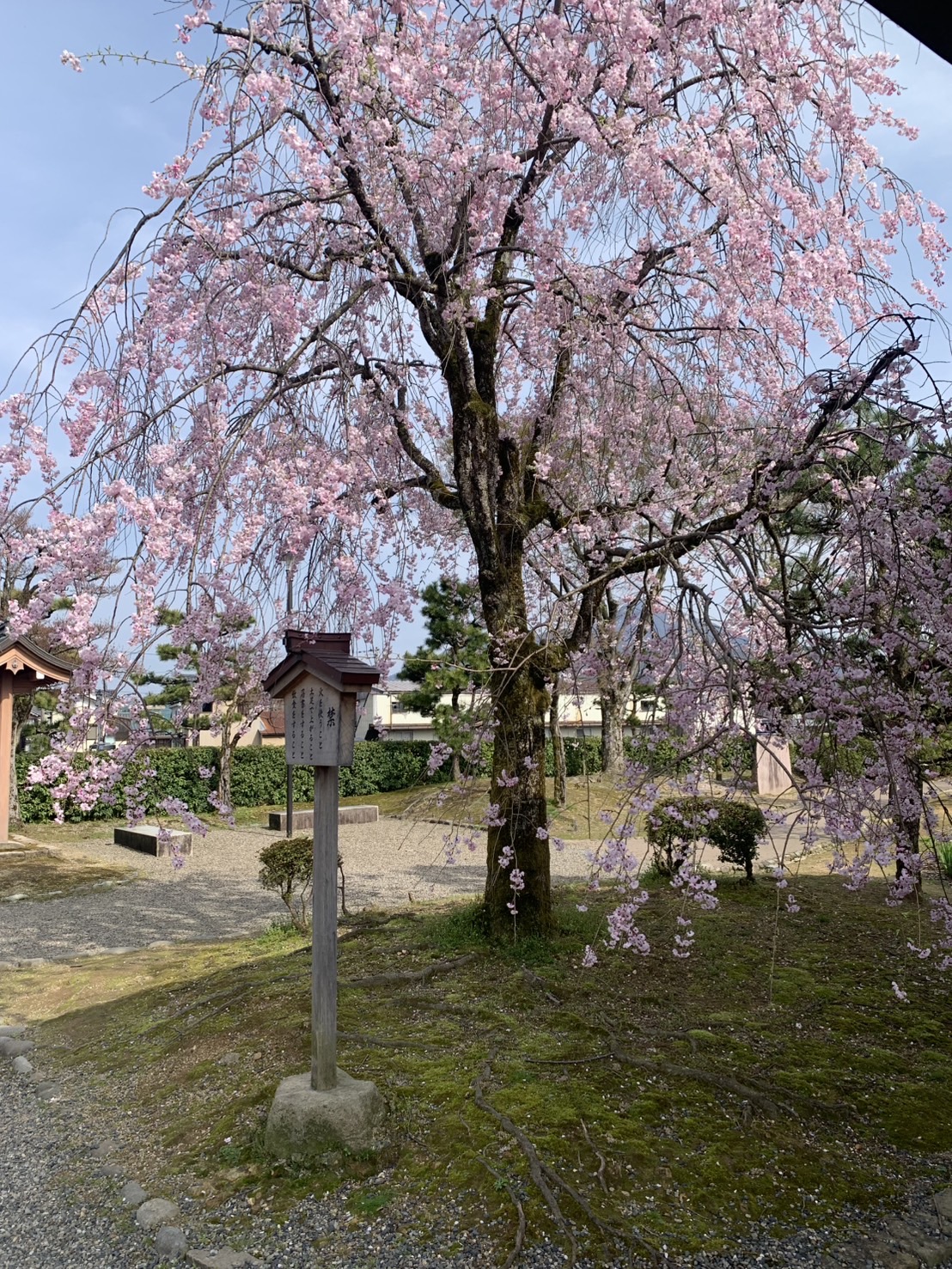 今年の桜 ミヤザキトーヨー住器のブログ 写真13