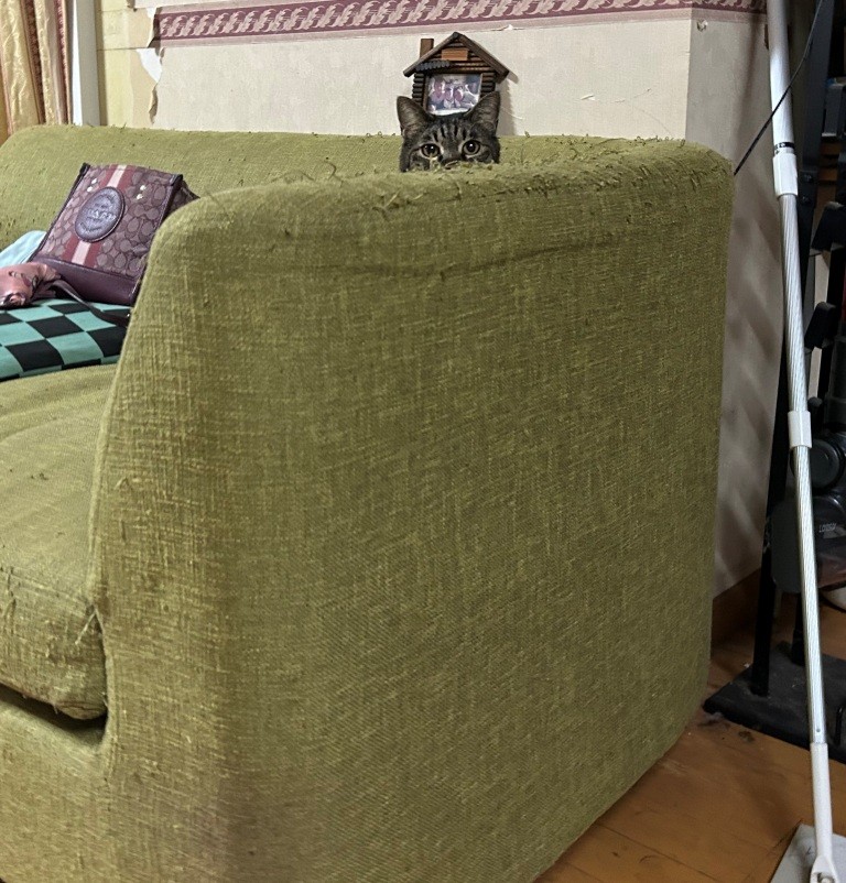 こっちのけもの ミヤザキトーヨー住器のブログ 写真12