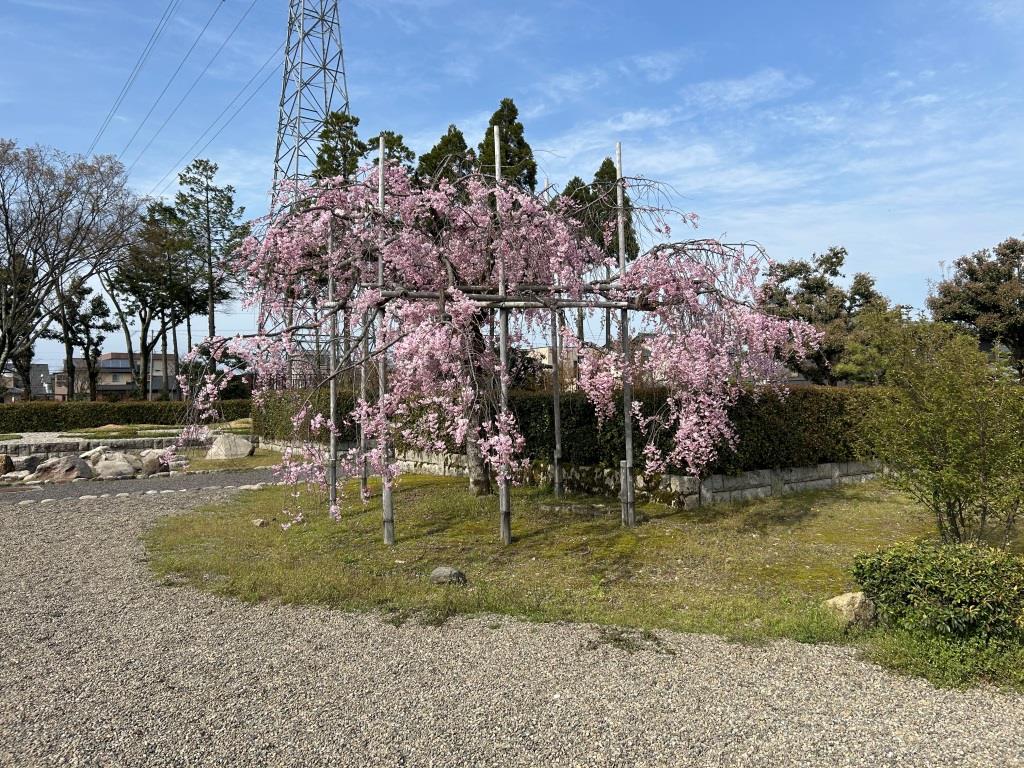今年の桜 ミヤザキトーヨー住器のブログ 写真12
