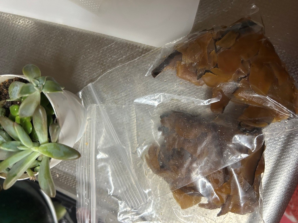 そこは映えフルシカトなのね ミヤザキトーヨー住器のブログ 写真5