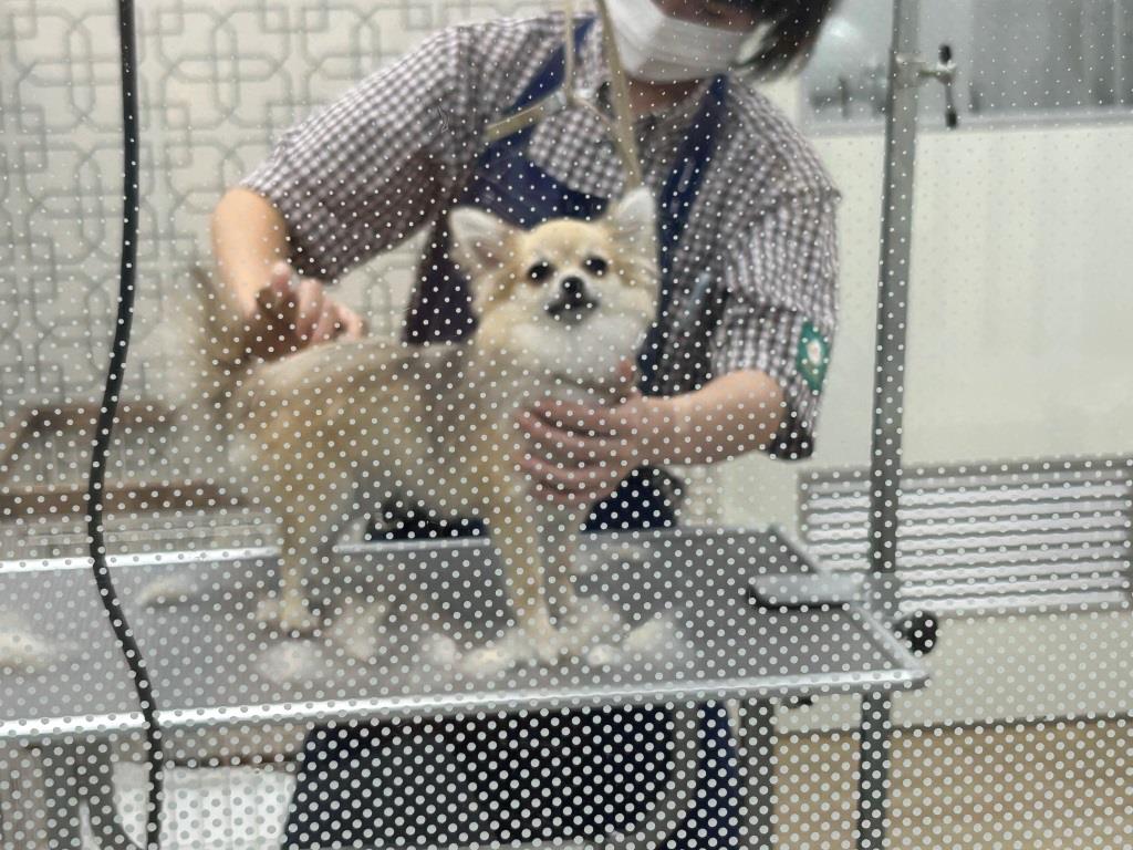 イッヌvsニンゲン ミヤザキトーヨー住器のブログ 写真2