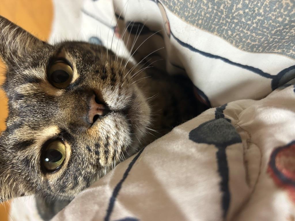 chatGPTを有効に使おう!!! ミヤザキトーヨー住器のブログ 写真11