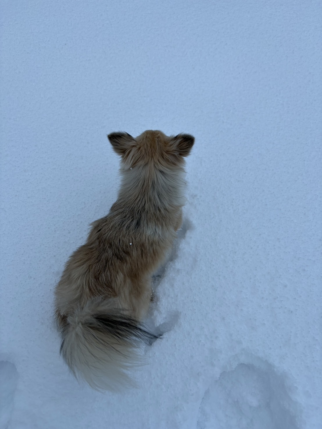 けもの喜ぶ ミヤザキトーヨー住器のブログ 写真1