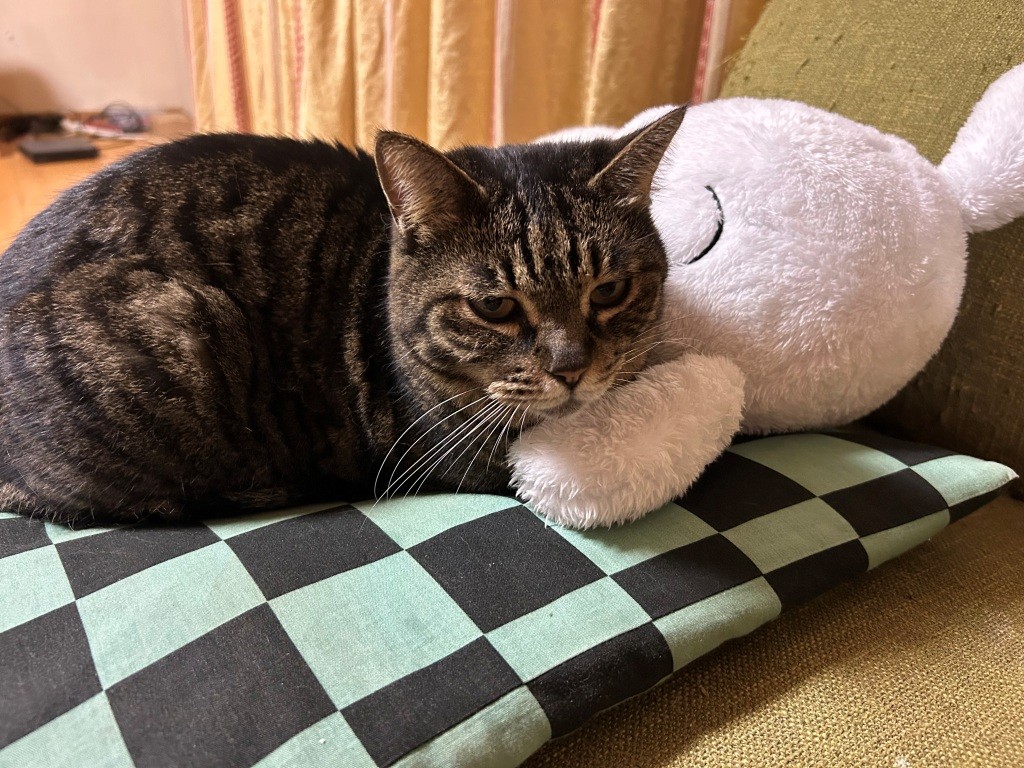 こっちのけもの ミヤザキトーヨー住器のブログ 写真7