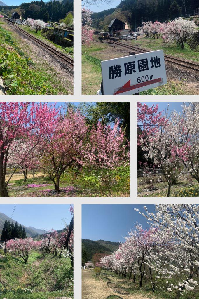 勝原の花桃 ミヤザキトーヨー住器のブログ 写真1