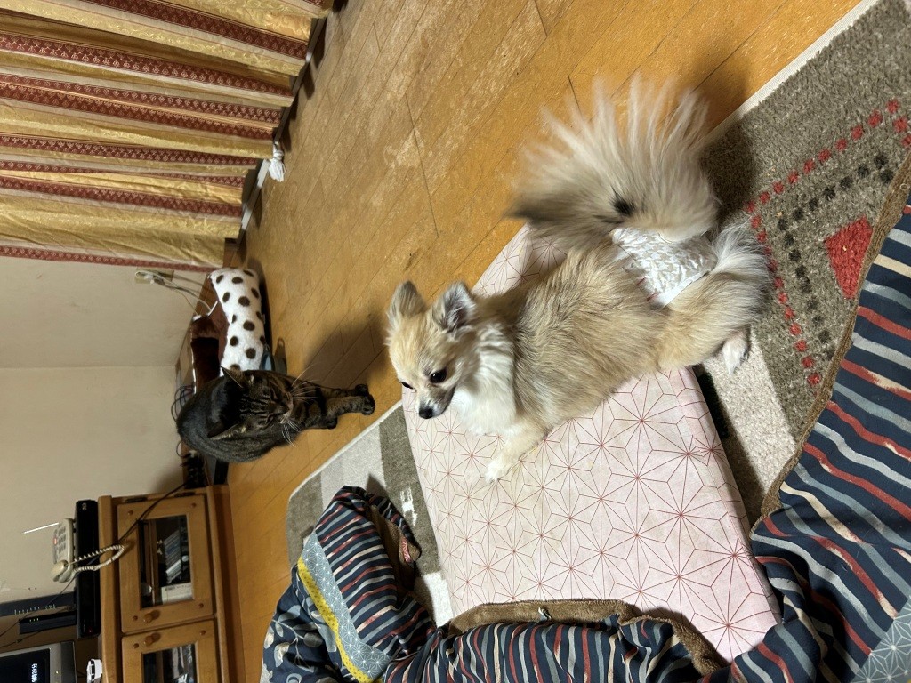 多分、今日は積もらないだろう。 ミヤザキトーヨー住器のブログ 写真3