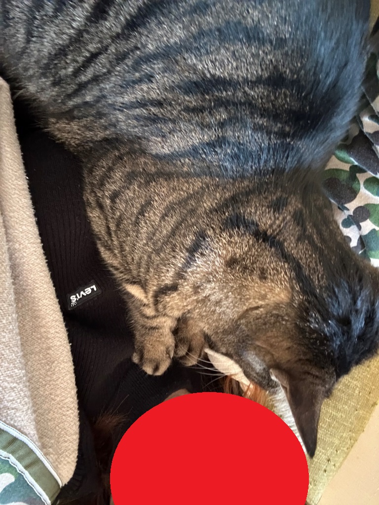 こどもの日 ミヤザキトーヨー住器のブログ 写真3