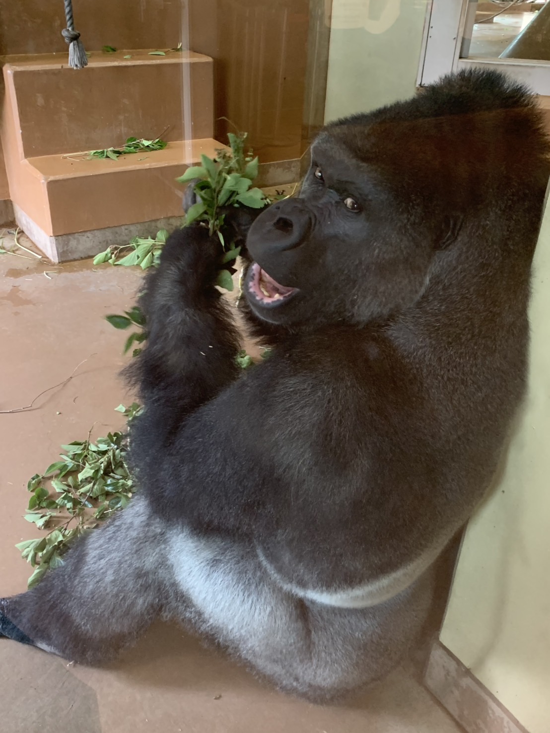 東山動物園(愛知県)のイケメンゴリラ、シャバーニくん 石田ガラスサッシ販売のブログ 写真1
