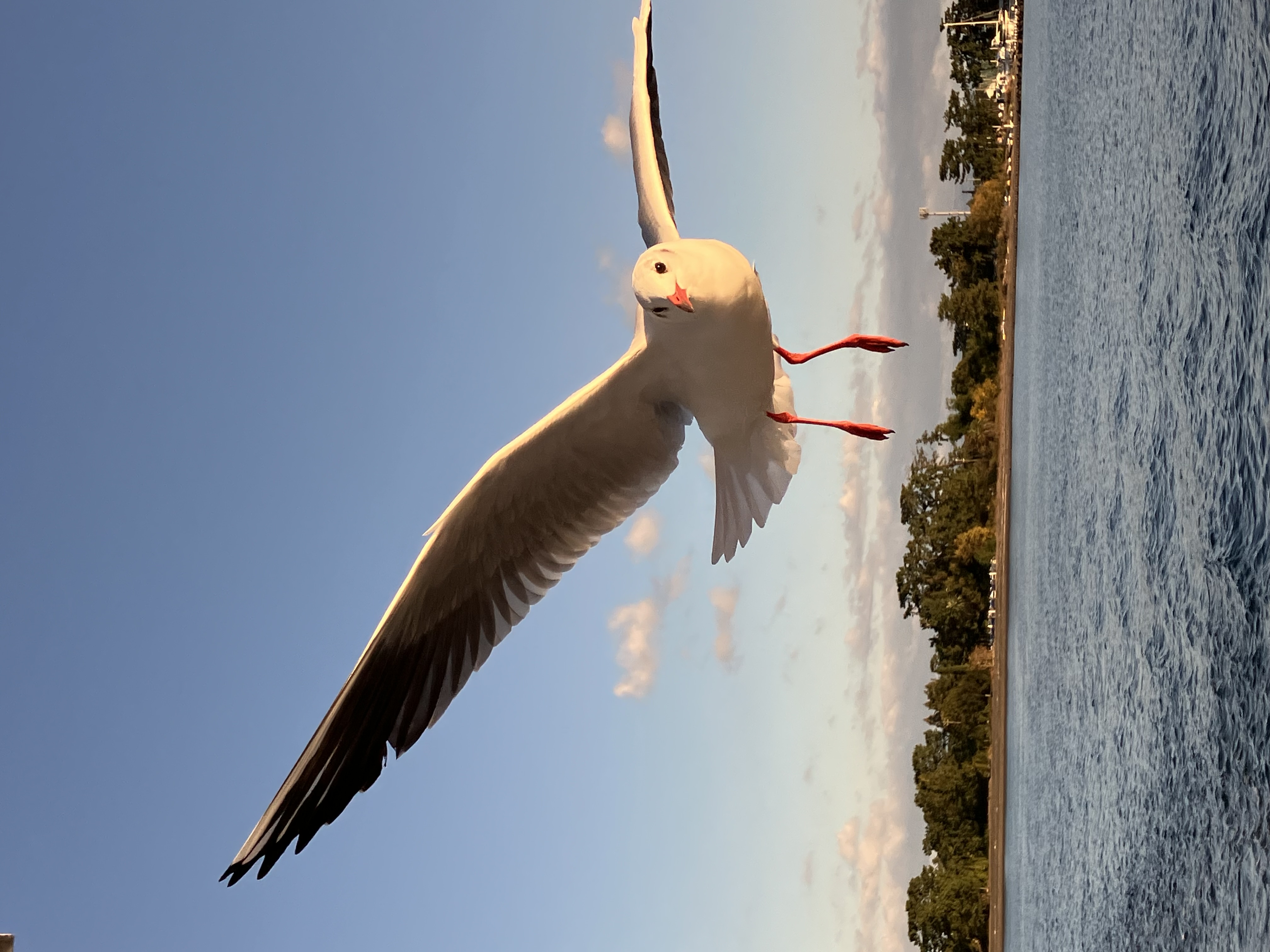 年末のご挨拶 石田ガラスサッシ販売のブログ 写真2