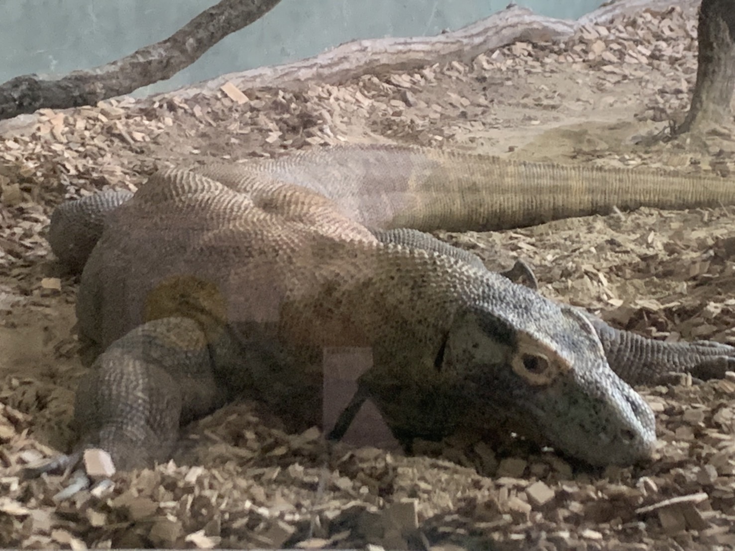 東山動物園(愛知県)のイケメンゴリラ、シャバーニくん 石田ガラスサッシ販売のブログ 写真2