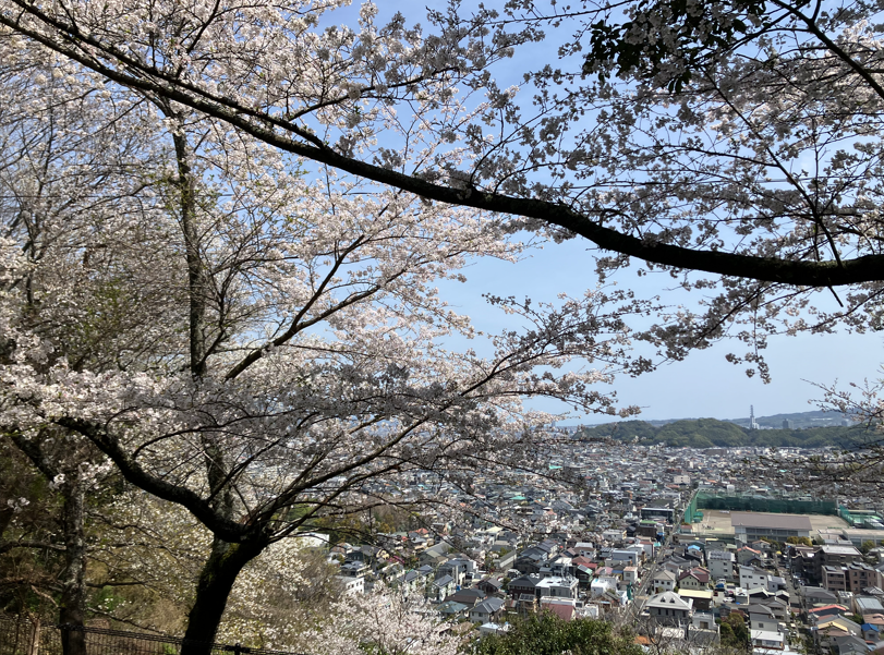 賤機山（しずはたやま）公園のさくらを見に行きました。 石田ガラスサッシ販売のブログ 写真1