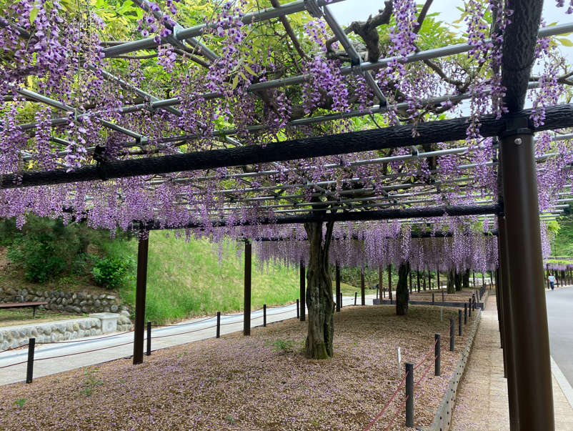 藤枝市のシンボル!蓮華寺池公園を散策しました! 石田ガラスサッシ販売のブログ 写真1
