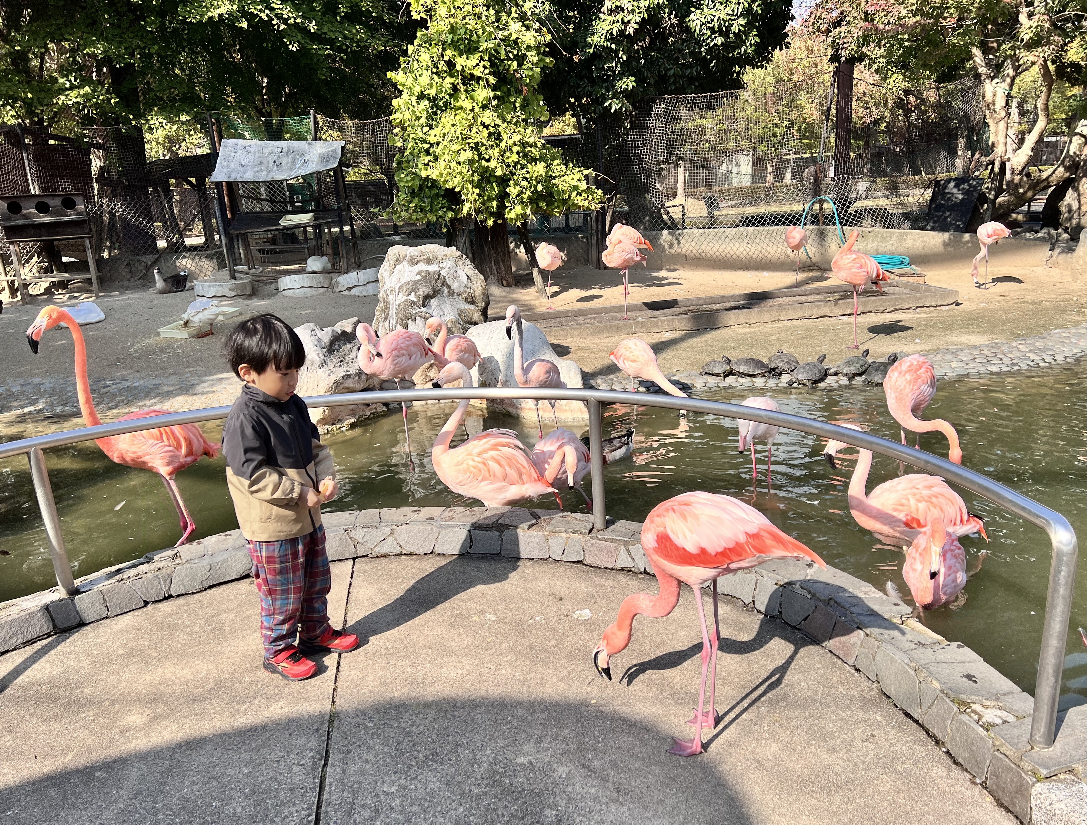 フラミンゴたち 新屋のブログ 写真2