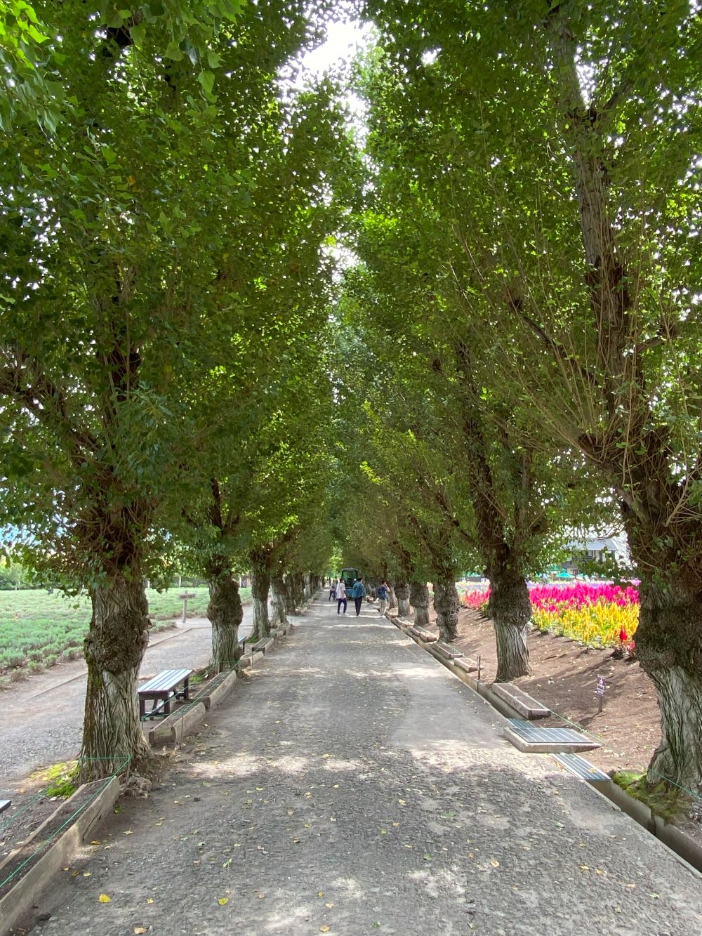北海道土産 新屋のブログ 写真2