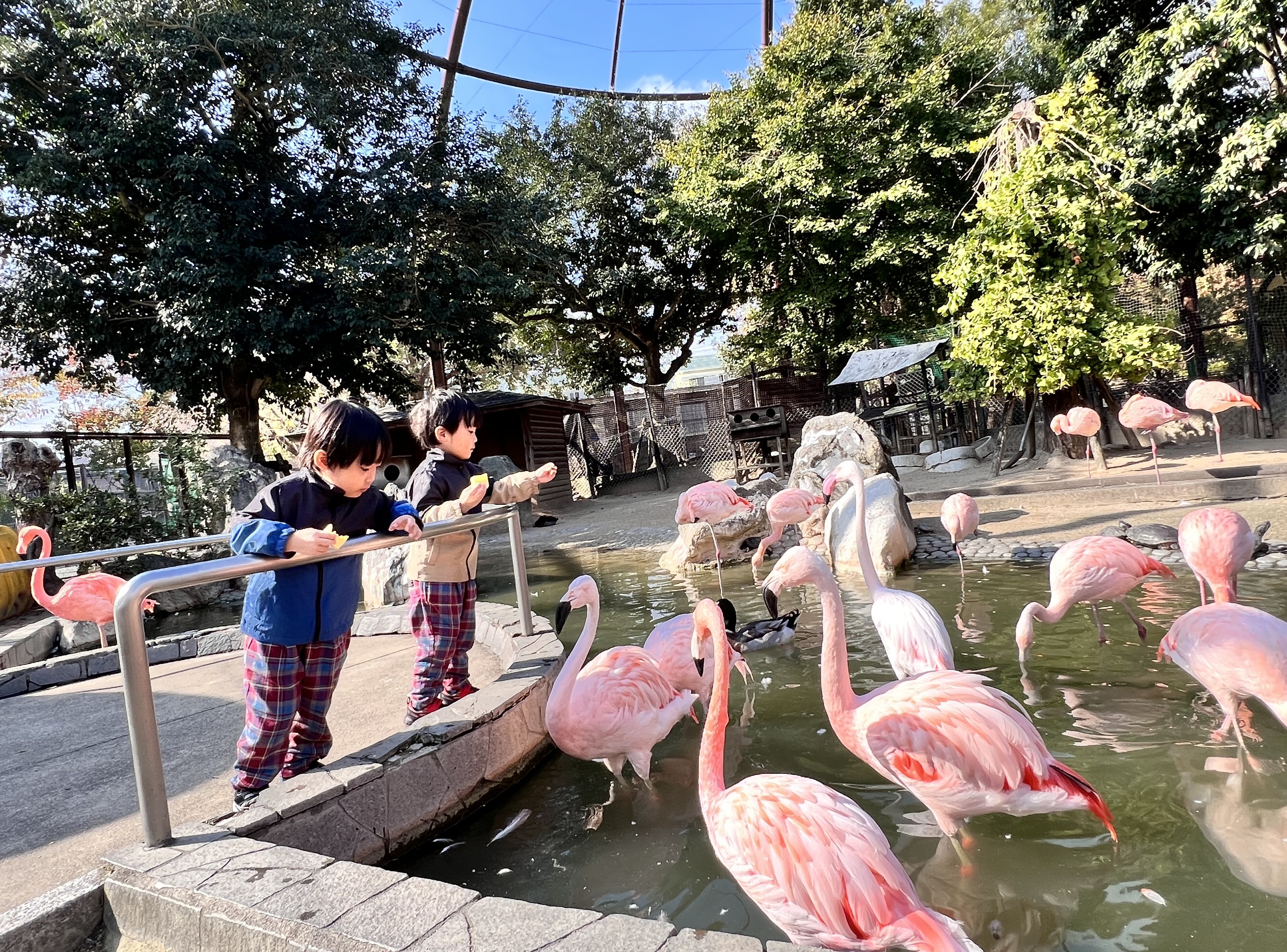 フラミンゴたち 新屋のブログ 写真1