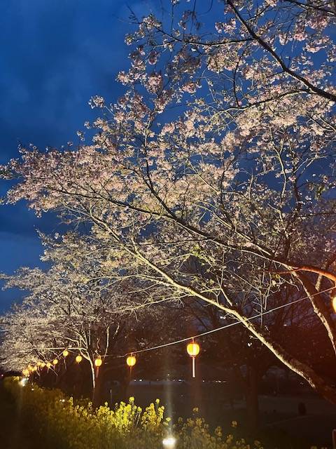 夜桜と花火✿ 常陸トーヨー住器のブログ 写真1