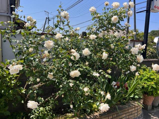 マドリエカラー🌹 常陸トーヨー住器のブログ 写真3