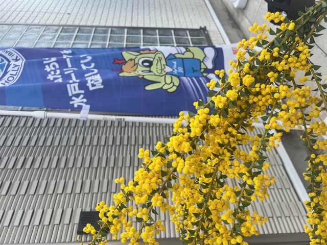 自宅のミモザが満開です✨ 常陸トーヨー住器のブログ 写真1