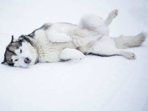 冬のお風呂をもっと安全に。ヒートショック対策は“窓”で始める アルファトーヨー住器のブログ 写真1