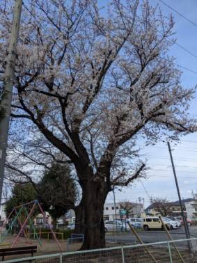 桜満開 西幸のブログ 写真1
