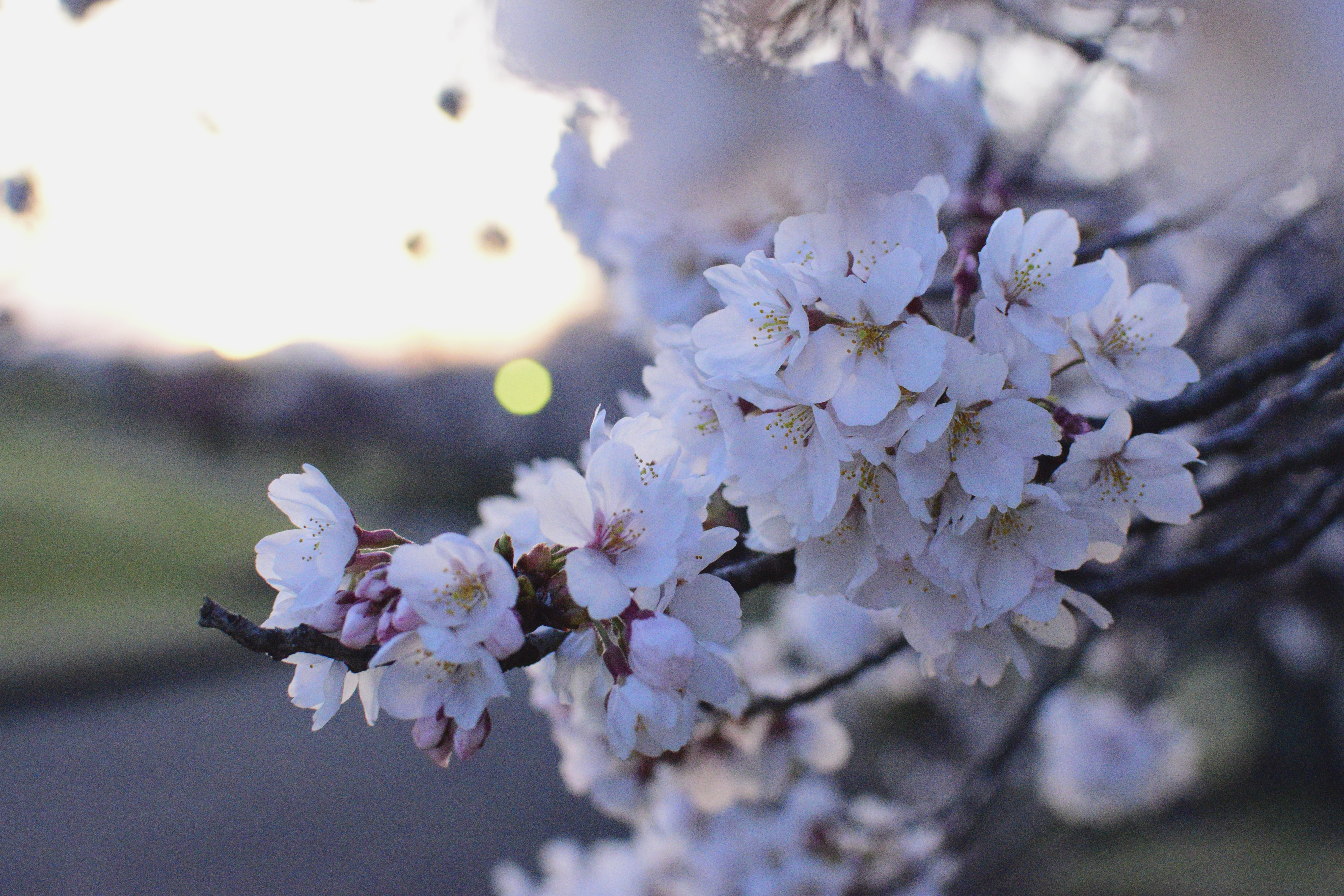 夕暮れの桜🌸 西幸のブログ 写真1