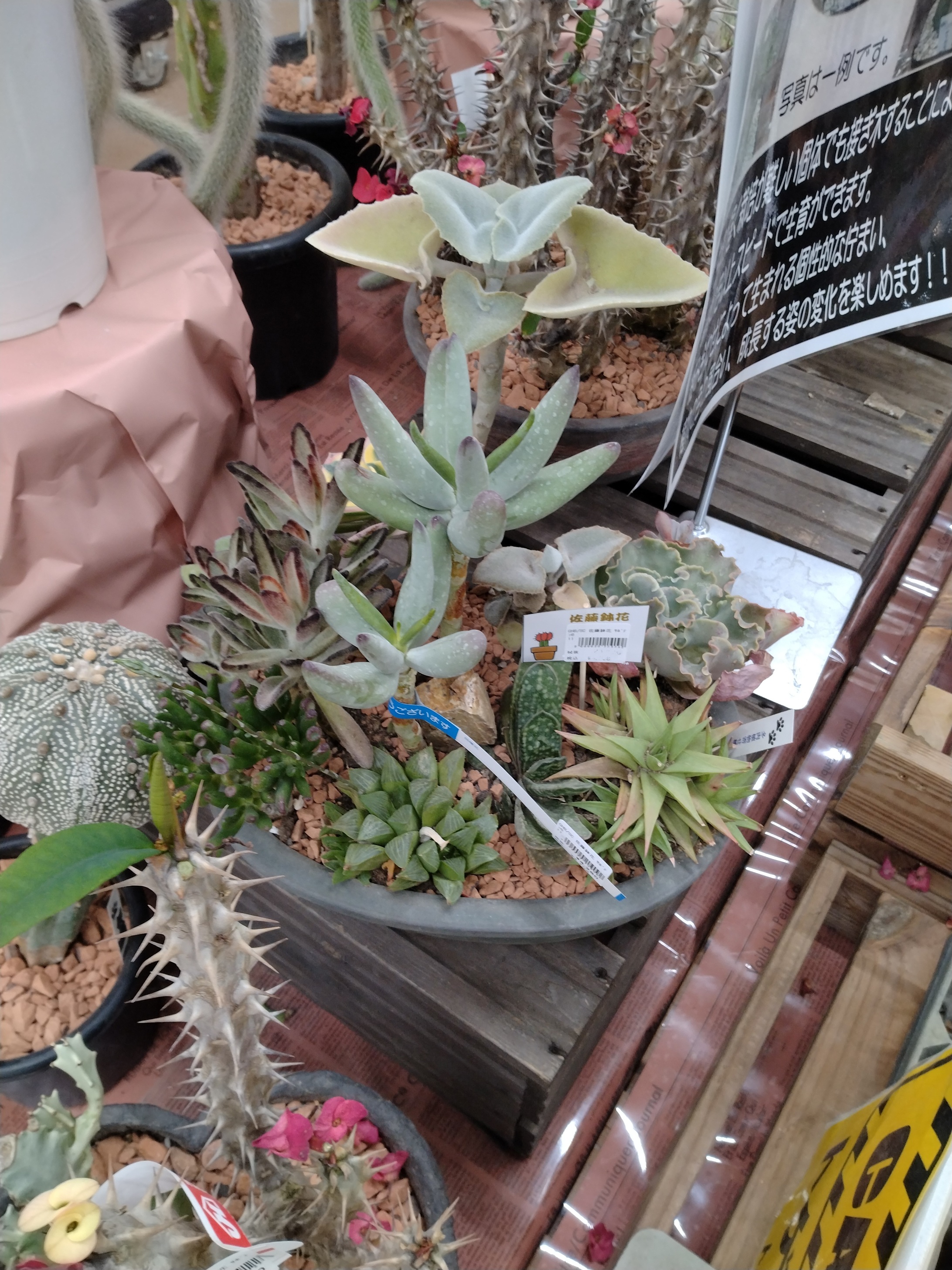 窓やテラスにいかがでしょうか🌵 西幸のブログ 写真1
