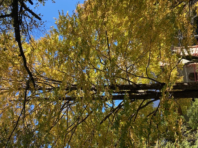 紅葉 西幸のブログ 写真1