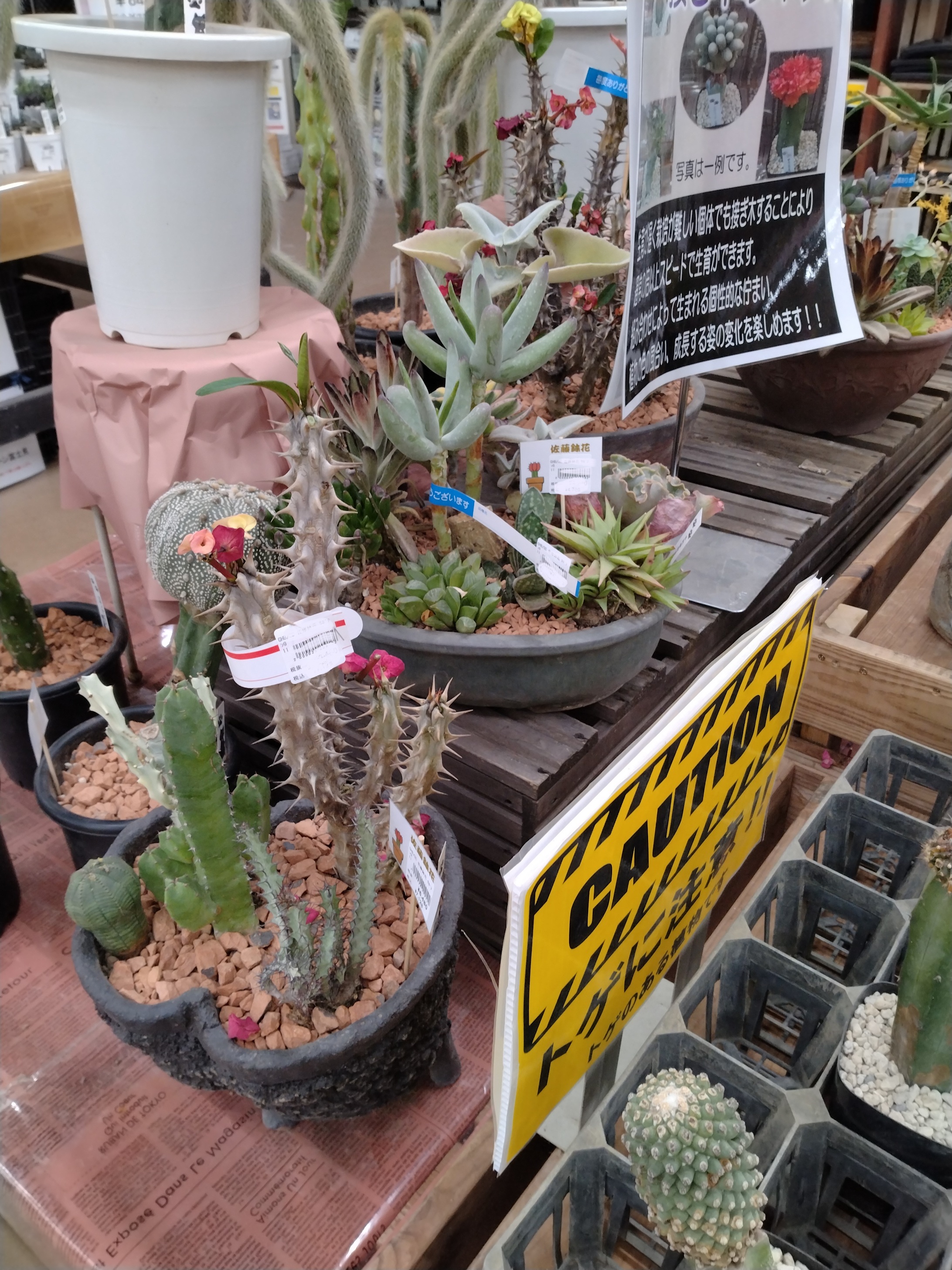 窓やテラスにいかがでしょうか🌵 西幸のブログ 写真2