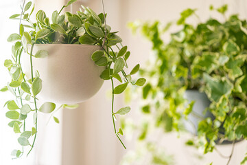 南横浜トーヨー住器の【横浜市 栄区】ウッドデッキの事例のご紹介🌳ガーデンとリビングを心地よく快適につなぐステージ✨のお客さまの声の写真1