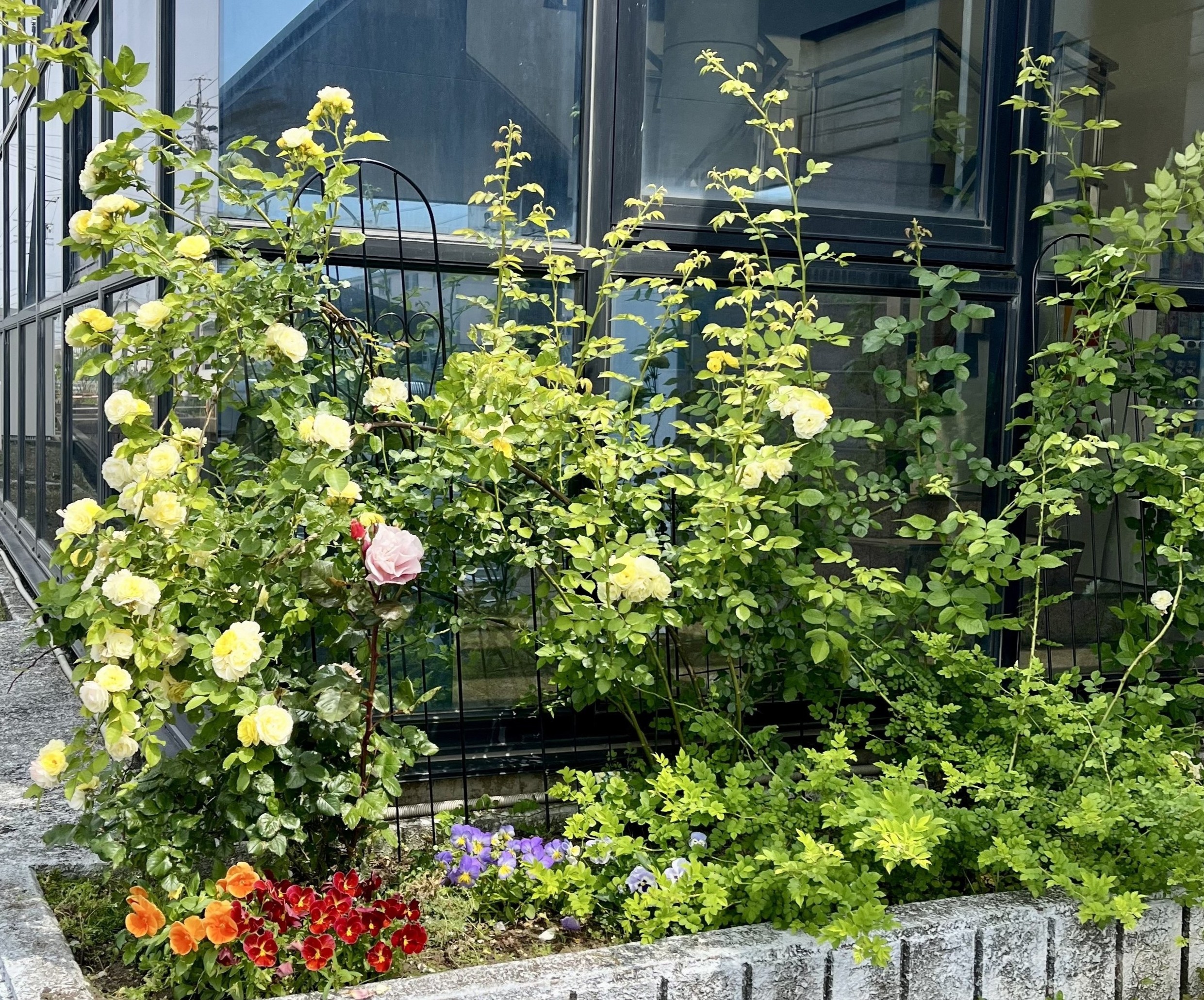 綺麗な花が咲きました セイワ四日市店のブログ 写真1