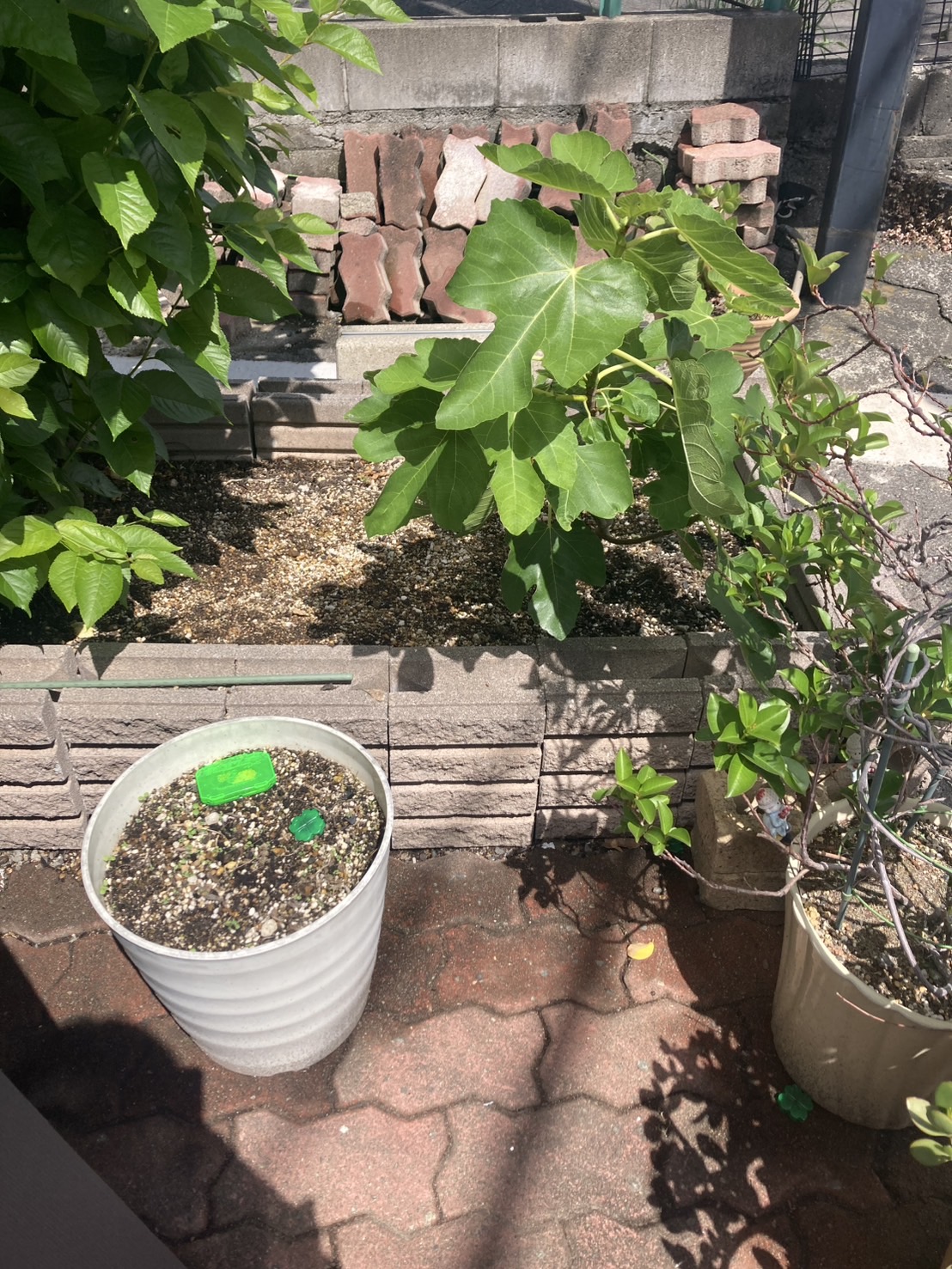 【最近暑いですね...☀お花のアリ対策してます!】ゼネラルサンホームより ゼネラルサンホームのブログ 写真1