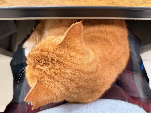 1月20日（火） 花光リフォームのブログ 写真1