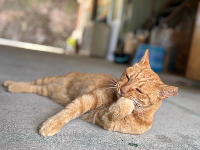 8月19日（火） 花光リフォームのブログ 写真2