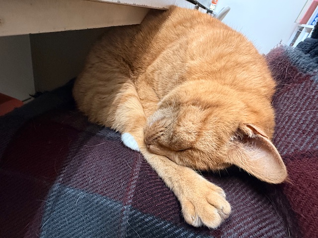 12月11日（木） 花光リフォームのブログ 写真3