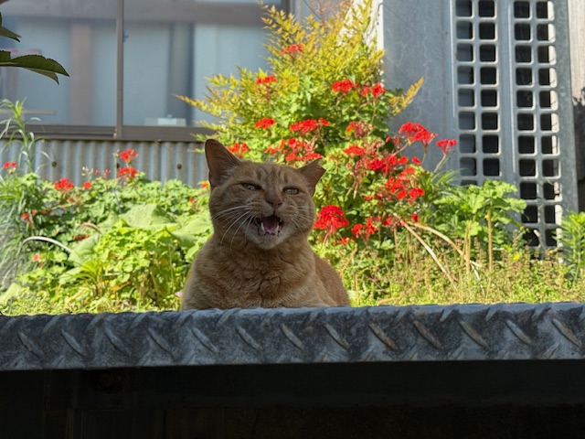 6月7日(土) 花光リフォームのブログ 写真1
