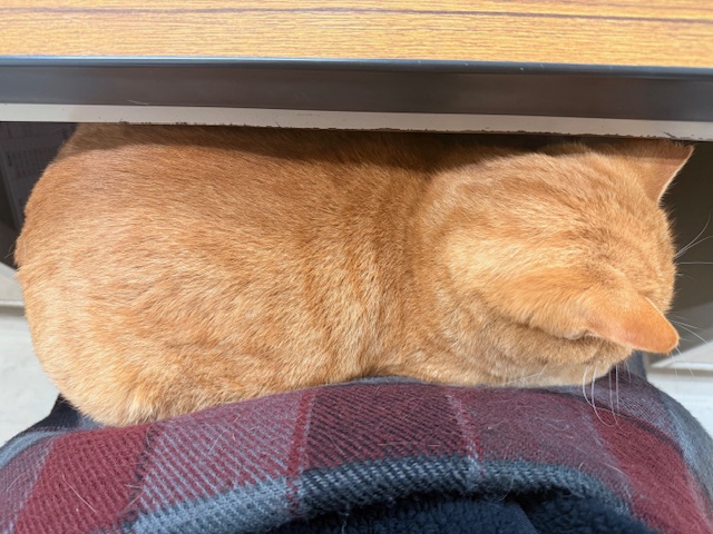 12月11日（木） 花光リフォームのブログ 写真2