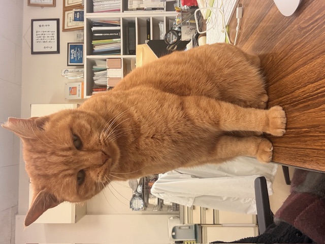 12月11日（木） 花光リフォームのブログ 写真1